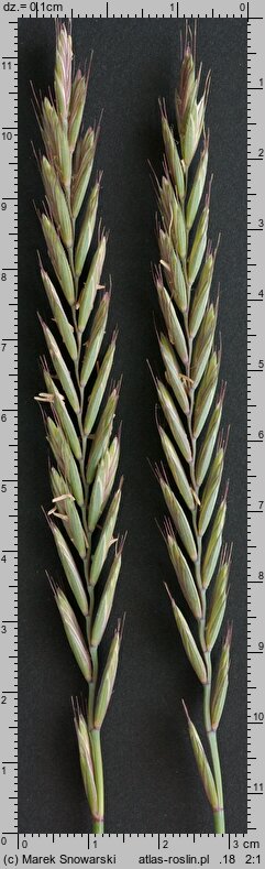 Elymus repens (perz właściwy)
