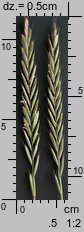 Elymus repens (perz właściwy)