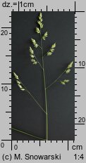 Dactylis polygama (kupkówka Aschersona)