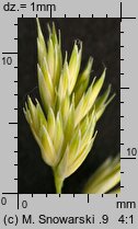 Dactylis polygama (kupkówka Aschersona)