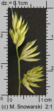Dactylis polygama (kupkówka Aschersona)