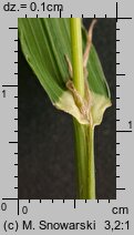 Dactylis polygama (kupkówka Aschersona)