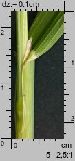 Dactylis polygama (kupkówka Aschersona)