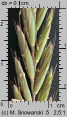 Elymus repens (perz właściwy)