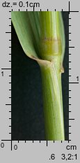 Elymus repens (perz właściwy)