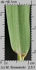Elymus repens (perz właściwy)