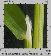 Poa pratensis (wiechlina łąkowa)