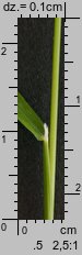 Poa pratensis (wiechlina łąkowa)