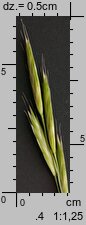 Bromus carinatus (stokłosa spłaszczona)