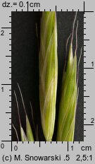 Bromus carinatus (stokłosa spłaszczona)