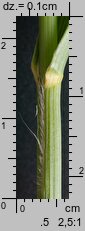 Bromus carinatus (stokłosa spłaszczona)