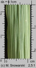 Bromus carinatus (stokłosa spłaszczona)
