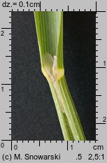 Bromus carinatus (stokłosa spłaszczona)