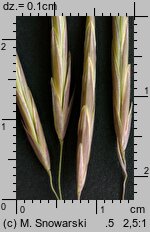 Bromus inermis (stokłosa bezostna)