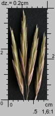 Bromus inermis (stokłosa bezostna)