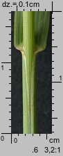 Bromus inermis (stokłosa bezostna)