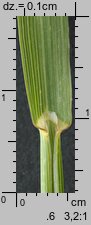Bromus inermis (stokłosa bezostna)