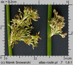 Juncus effusus (sit rozpierzchły)