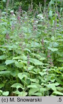 Stachys sylvatica (czyściec leśny)