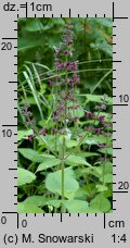 Stachys sylvatica (czyściec leśny)