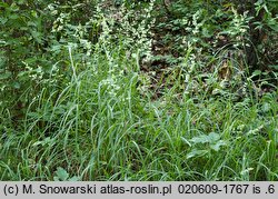 Dactylis polygama (kupkówka Aschersona)