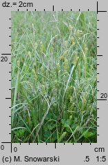 Carex hirta (turzyca owłosiona)