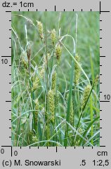 Carex hirta (turzyca owłosiona)
