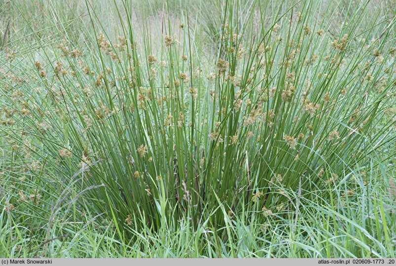 Juncus effusus (sit rozpierzchły)