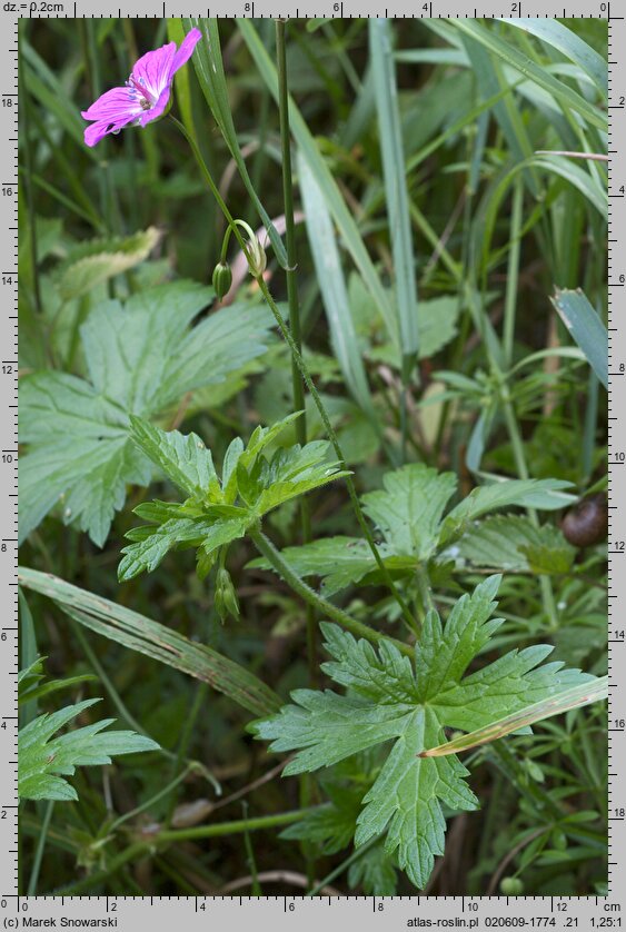 Geranium palustre (bodziszek błotny)