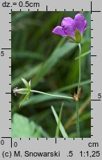 Geranium palustre (bodziszek błotny)