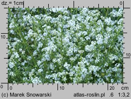 Galium palustre (przytulia błotna)