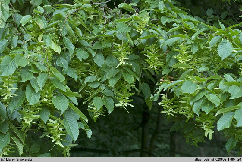 Carpinus betulus (grab pospolity)