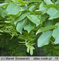 Carpinus betulus (grab pospolity)