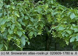 Carpinus betulus (grab pospolity)