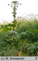 Heracleum sosnowskyi (barszcz Sosnowskiego)