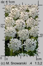 Heracleum sosnowskyi (barszcz Sosnowskiego)