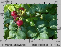 Rosa rugosa (róża pomarszczona)