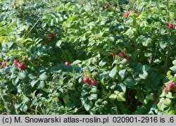 Rosa rugosa (róża pomarszczona)