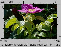 Rosa rugosa (róża pomarszczona)