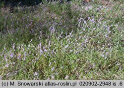 Calluna vulgaris (wrzos pospolity)