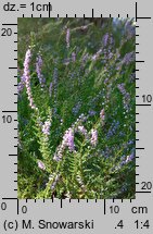 Calluna vulgaris (wrzos pospolity)