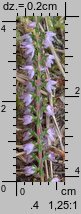 Calluna vulgaris (wrzos pospolity)