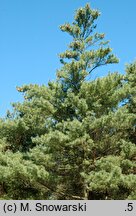 Pinus strobus (sosna amerykańska)