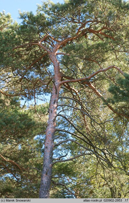 Pinus sylvestris (sosna zwyczajna)