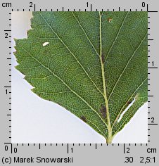 Betula pendula (brzoza brodawkowata)