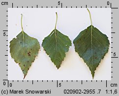 Betula pendula (brzoza brodawkowata)