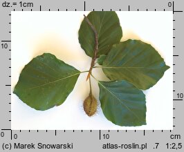 Fagus sylvatica s.str. (buk pospolity)