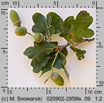 Quercus robur (dąb szypułkowy)