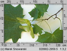 Acer platanoides (klon pospolity)