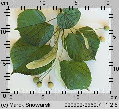 Tilia platyphyllos (lipa szerokolistna)